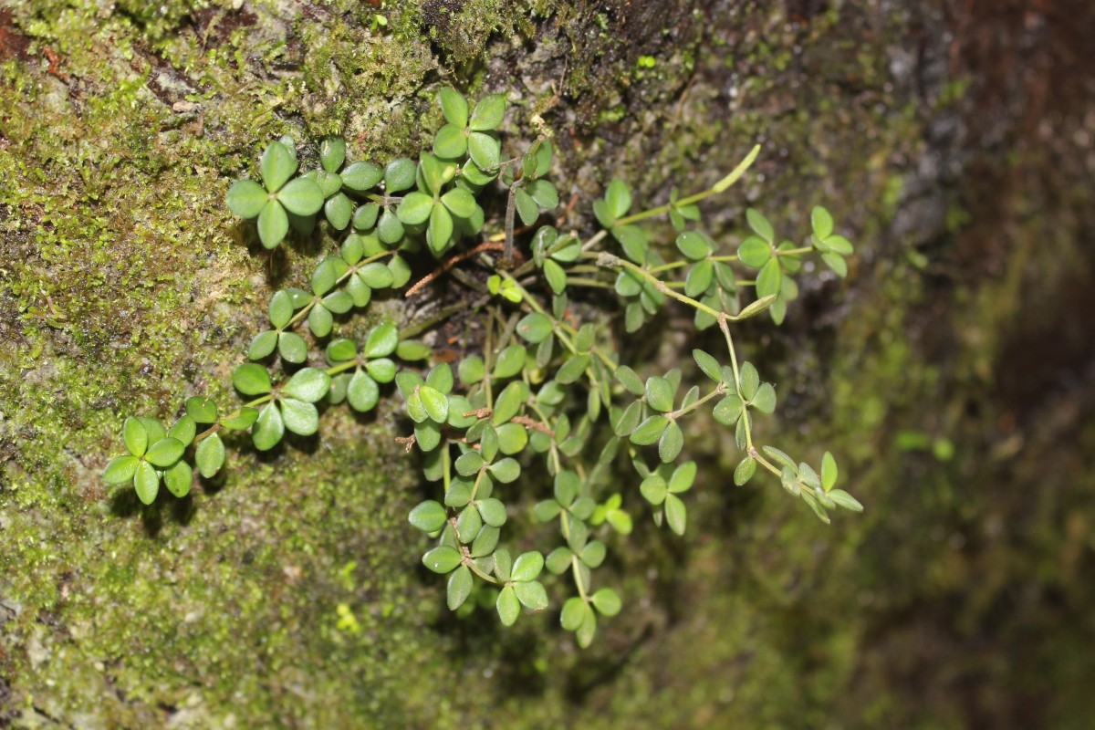 Peperomia tetraphylla (G.Forst.) Hook. & Arn.